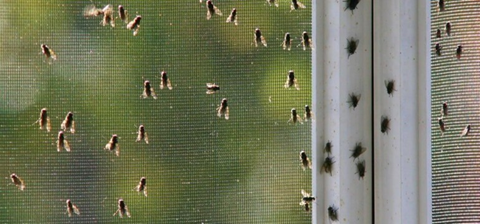 Image of cluster flies on a window pane, call Front Range Pest for a barrier pest treatment.