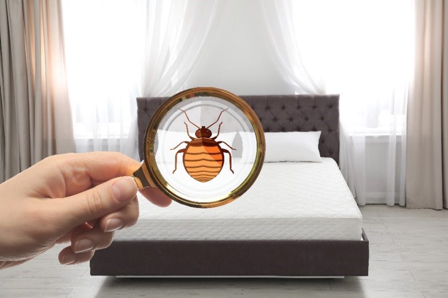 Image of magnifying glass viewing a bed bug on a mattress.