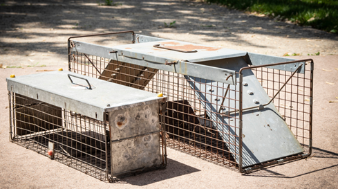 Image of exclusion traps used to trap and release wildlife humanely.