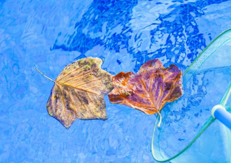 Leaves being scooped out of the pool