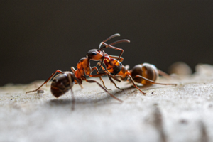 Close up image of two ants to represent the common challenges posed by ants in Colorado.