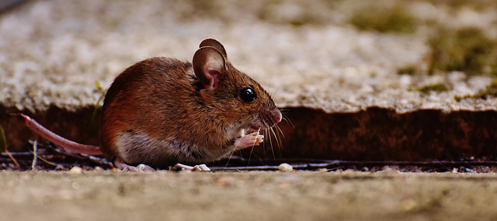 Image of a mouse in a person’s home.