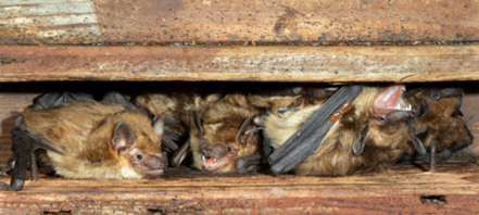 Image of bats roosting in an attic.